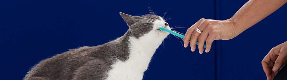 How to Take Care of Your Older Cat s Dental Health and Why it